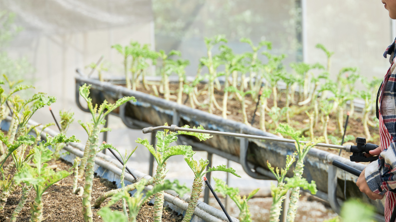 Guia prático sobre biofertilizantes e sustentabilidade no campo, por Aldo Vendramin.