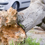 Temporal em Curitiba causa queda de 21 árvores e mostra desafios da infraestrutura urbana