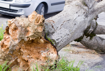 Temporal em Curitiba causa queda de 21 árvores e mostra desafios da infraestrutura urbana