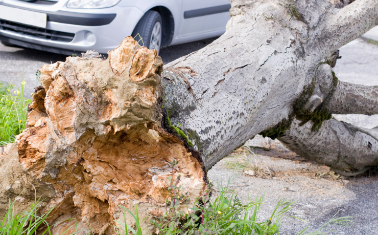 Temporal em Curitiba causa queda de 21 árvores e mostra desafios da infraestrutura urbana