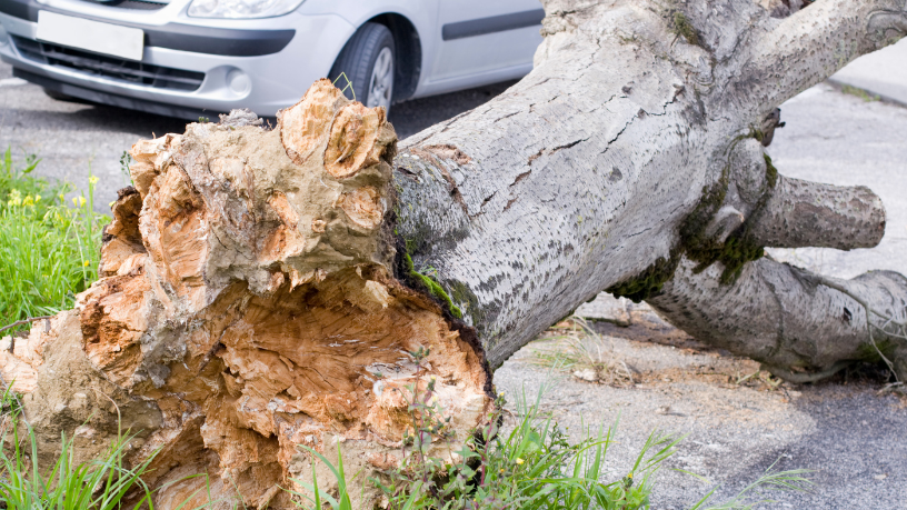 Temporal em Curitiba causa queda de 21 árvores e mostra desafios da infraestrutura urbana