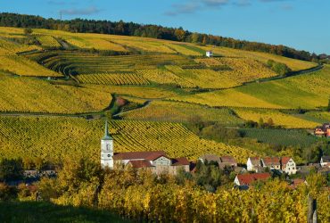 Vinhedos da Alsácia em primeiro plano, com uma vila tradicional e colinas cobertas pela vegetação outonal ao fundo.